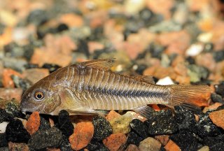 Hoplisoma nattereri