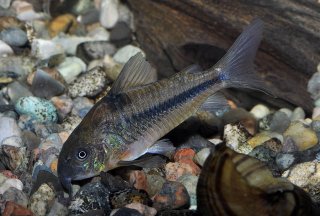 Hoplisoma nattereri
