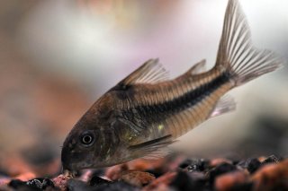 Hoplisoma nattereri