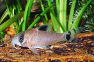 Hoplisoma oiapoquense