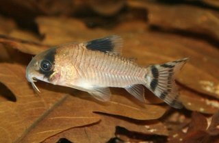 Hoplisoma oiapoquense