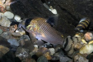 Hoplisoma oiapoquense