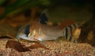 Hoplisoma oiapoquense