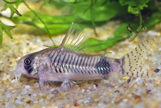 Hoplisoma ortegai
