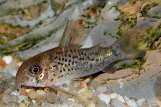 Hoplisoma osteocarus