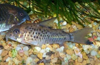 Hoplisoma osteocarus