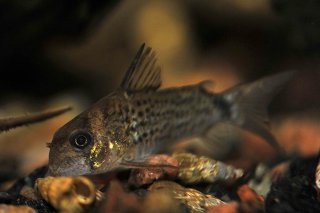 Hoplisoma osteocarus