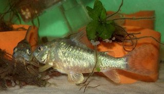 Hoplisoma paleatum
