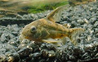 Hoplisoma paleatum