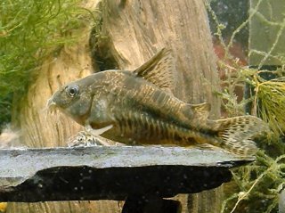 Hoplisoma paleatum