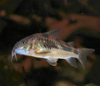 Hoplisoma paleatum