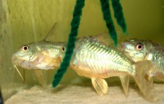 Hoplisoma paleatum