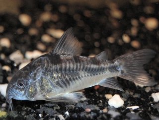 Hoplisoma paleatum