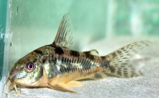 Hoplisoma paleatum