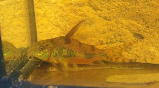 Hoplisoma paleatum