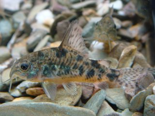 Hoplisoma paleatum