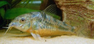 Hoplisoma paleatum