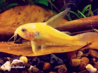 Hoplisoma paleatum