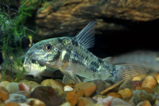Hoplisoma paleatum