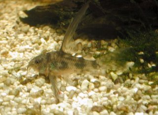 Hoplisoma paleatum