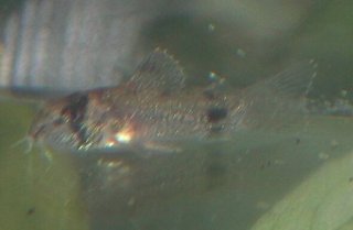 Hoplisoma panda
