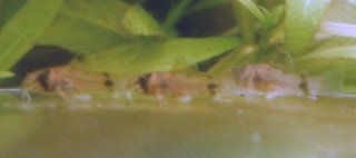 Hoplisoma panda