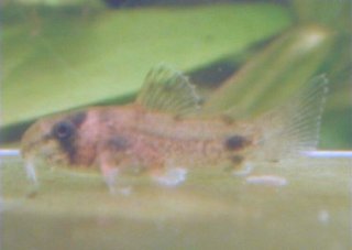 Hoplisoma panda