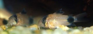 Hoplisoma panda