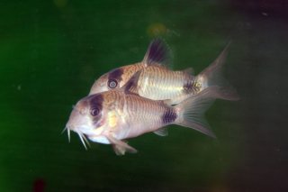 Hoplisoma panda