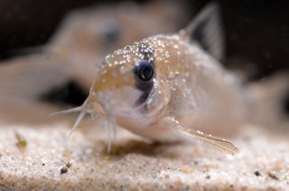 Hoplisoma panda