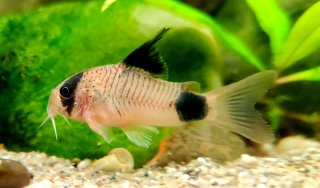 Hoplisoma panda