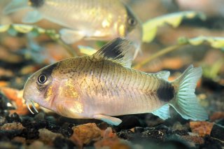 Hoplisoma panda