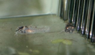Hoplisoma panda