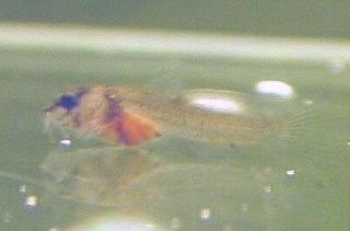 Hoplisoma panda