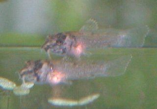 Hoplisoma panda