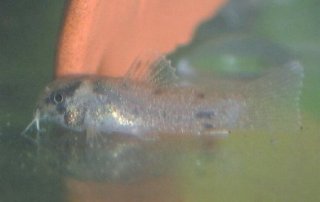 Hoplisoma panda