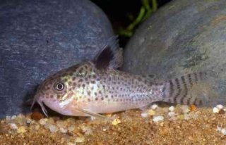 Hoplisoma paragua