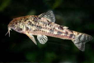 Hoplisoma petracinii