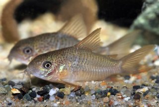 Hoplisoma polystictum