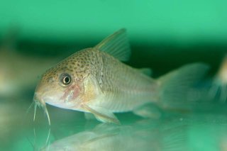 Hoplisoma polystictum
