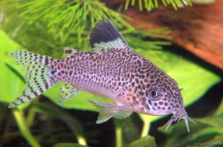 Hoplisoma punctatum