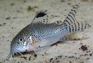 Hoplisoma punctatum