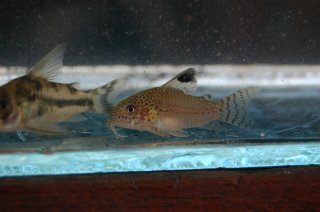 Hoplisoma punctatum