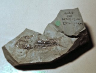 Hoplisoma revelatum