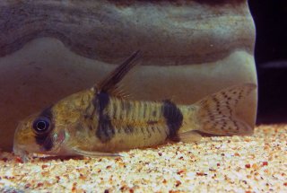 Hoplisoma reynoldsi