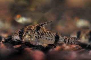 Hoplisoma reynoldsi