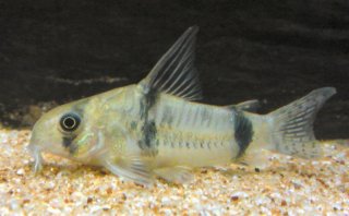 Hoplisoma reynoldsi