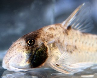 Hoplisoma rikbaktsa