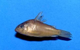 Hoplisoma sanchesi