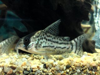 Hoplisoma schwartzi